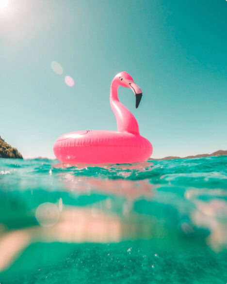 d03-Img-Flamingo.jpg